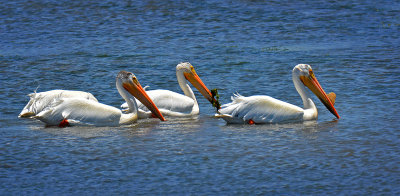 Pelican