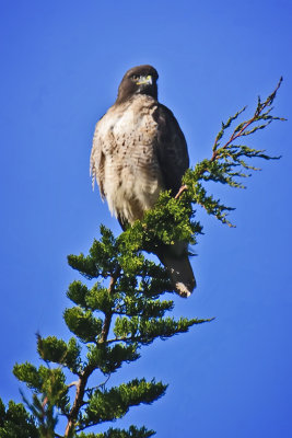 Red-tailed hawk