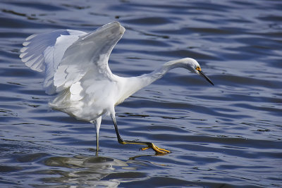 Snowy Egret