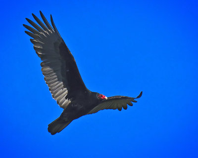 Turkey Vulture