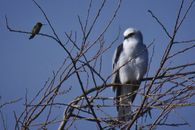 White-tailed Kite and Friend