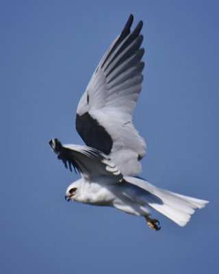 White-tailed Kite