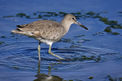 Willet