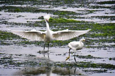 Snowy Egrets-R Rated