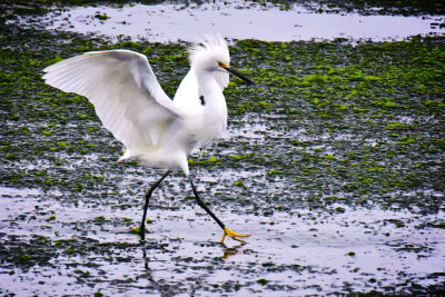 Snowy Egret