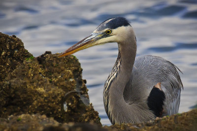 Great Blue Heron