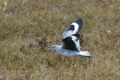 Willet