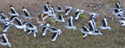 Willets