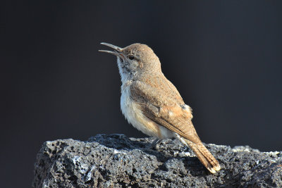 House Wren copy.jpg