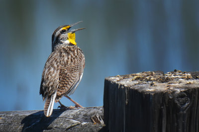 Meadowlark copy.jpg