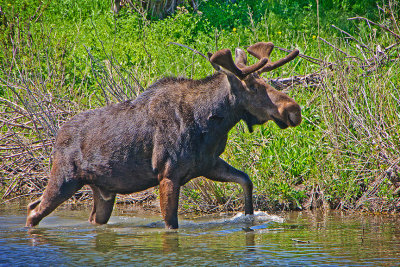 Moose copy.jpg