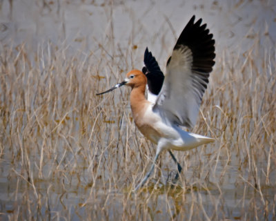 American Avocet