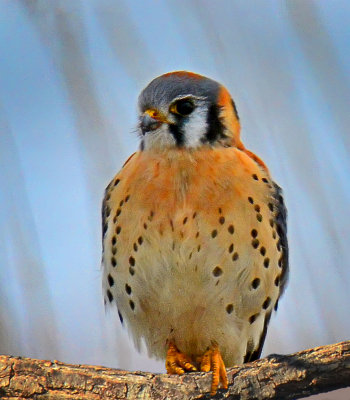 American Kestrel