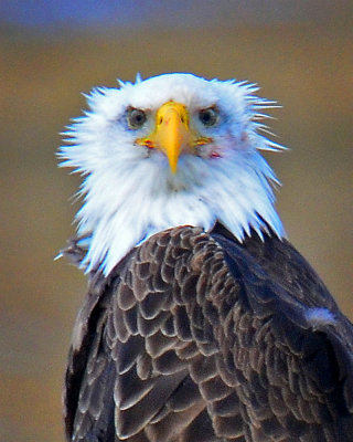 Bald Eagle