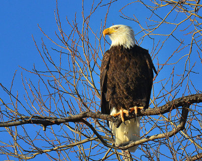Bald Eagle