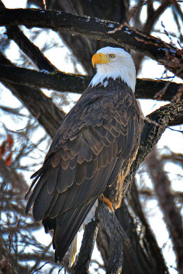 Bald Eagle