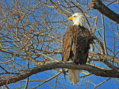 Bald Eagle