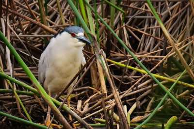 Black-crowned Night Heron