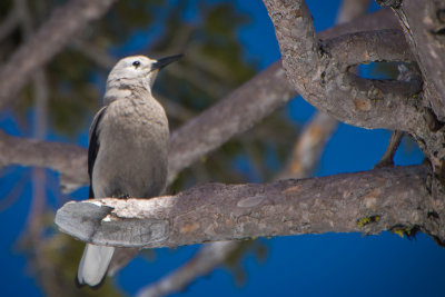 Clark's Nutcracker