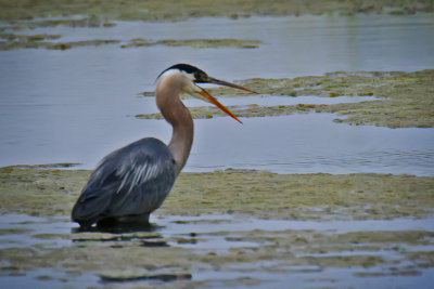 Great Blue Heron