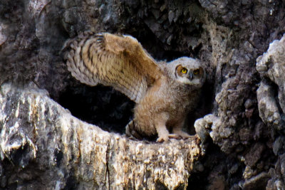 Great Horned Owl