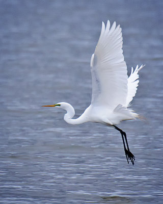 Great Egret
