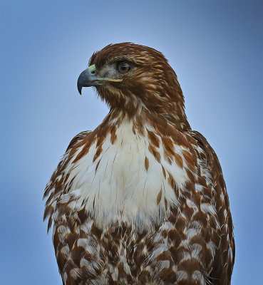 Red-tailed Hawk