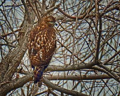 Red-tailed Hawk