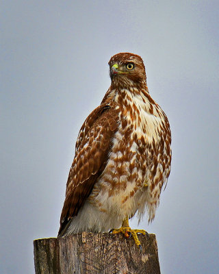Immature Red-tailed Hawk