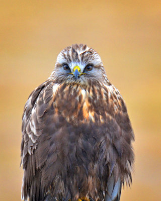 Rough-legged Hawk
