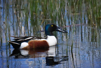 Northern Shoveller