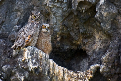 Great Horned Owls