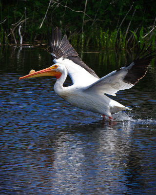 White Pelican with Breeding Horn