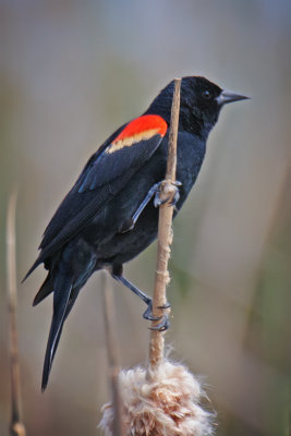 Red-winged Blackbird