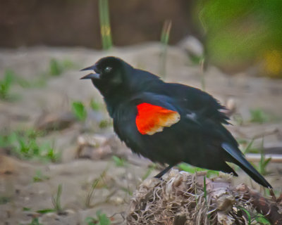 Red-winged Blackbird