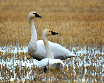 Tundra Swan