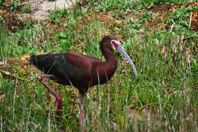White-faced Ibis