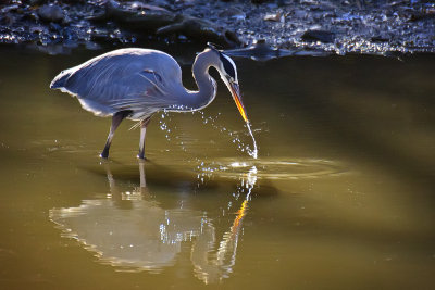 January 2010 Best Wildlife - Fishing Heron-Clear Lake