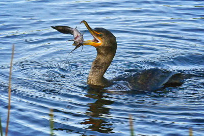 March 2010 Best Wildlife - Fishing Cormorant