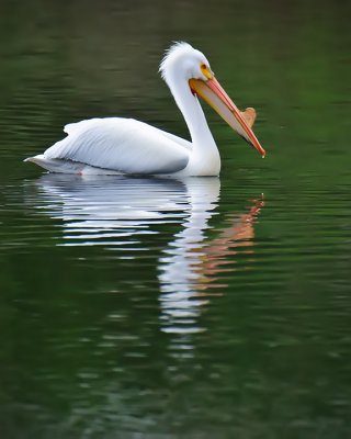 American White Pelican, Breeding Adult 