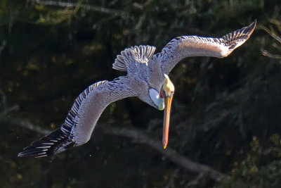 Elkhorn Slough/Monterey Bay Area