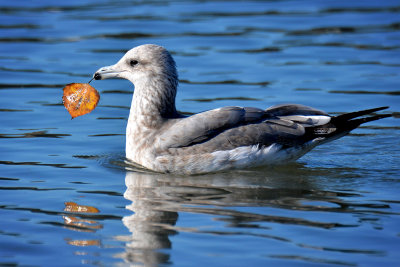 Sacramento Delta/San Francisco Bay Areas-1