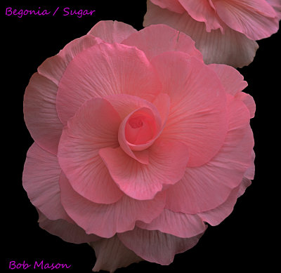 Begonias..New Season..2013...7