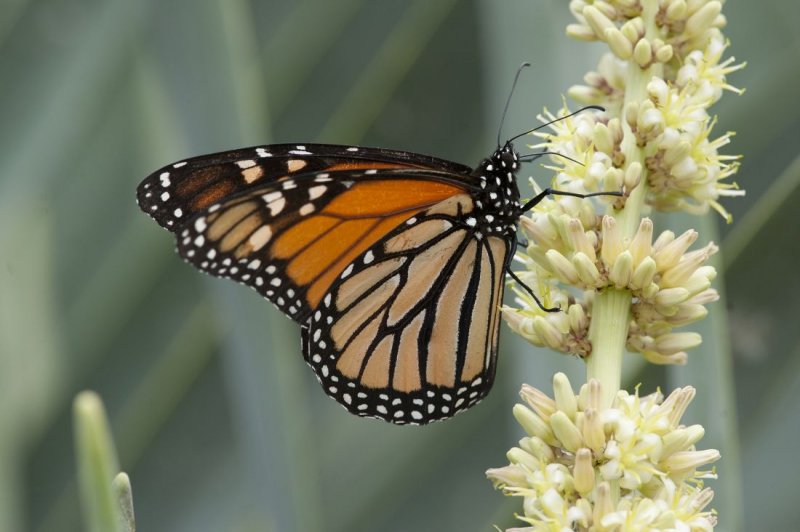 700_9178F monarchvlinder (Danaus plexippus, monarch butterfly).jpg