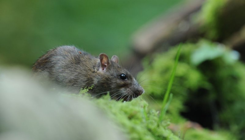 700_7430F bruine rat (Rattus norvegicus, Rat).jpg