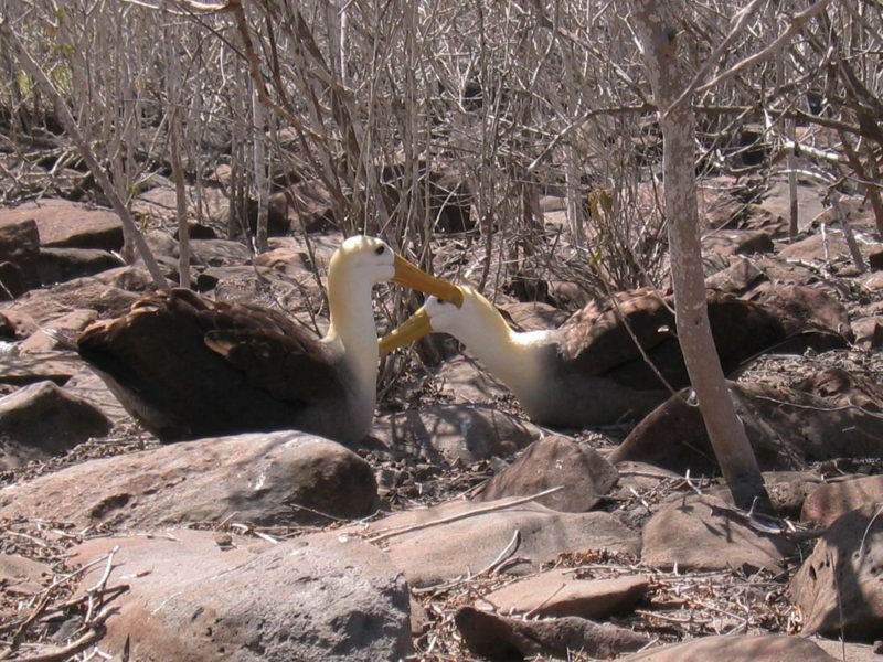 IMG_0536F Galapagosalbatros (Diomedea irrorata, Waved Albatross).jpg