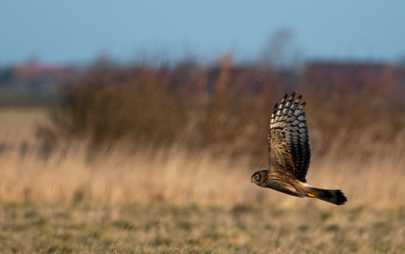 300_1161F blauwe kiekendief (Circus cyaneus, Hen Harrier).jpg