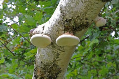 700_5302F berkenzwam (Piptoporus betulinus, Birch polypore).jpg