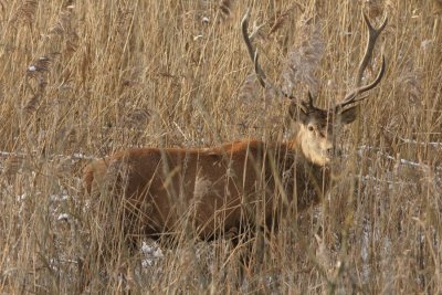 DSC00293 edelhert (Cervus elaphus, Red deer).JPG