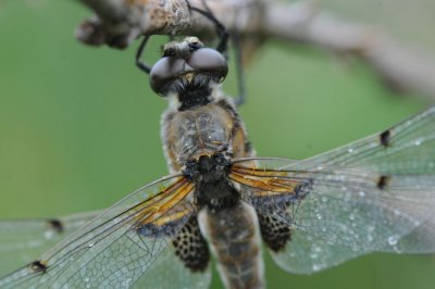 300_2433 viervlek (Libellula quadrimaculata, Four spotted chaser).JPG